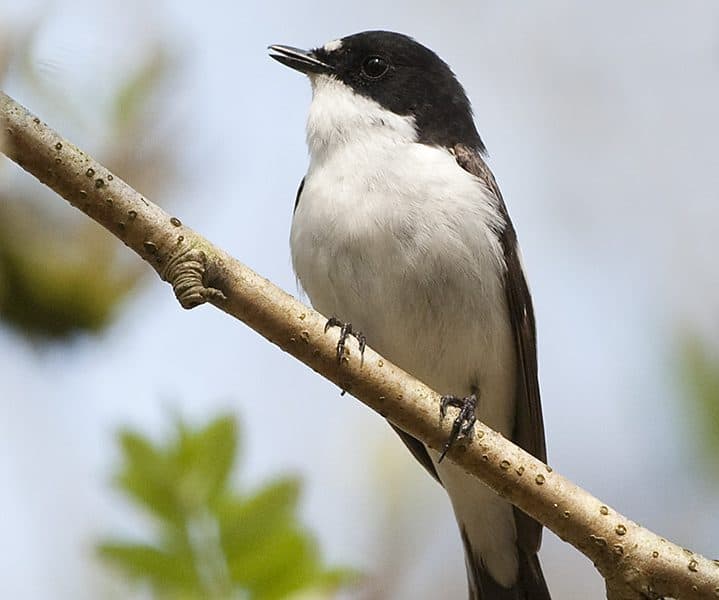 Ficedula_hypoleuca_-Wood_of_Cree_Nature_Reserve,_Scotland_-male-8a